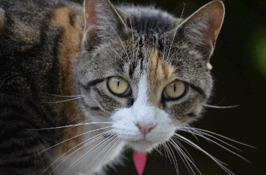 Cat hiv deals vaccine